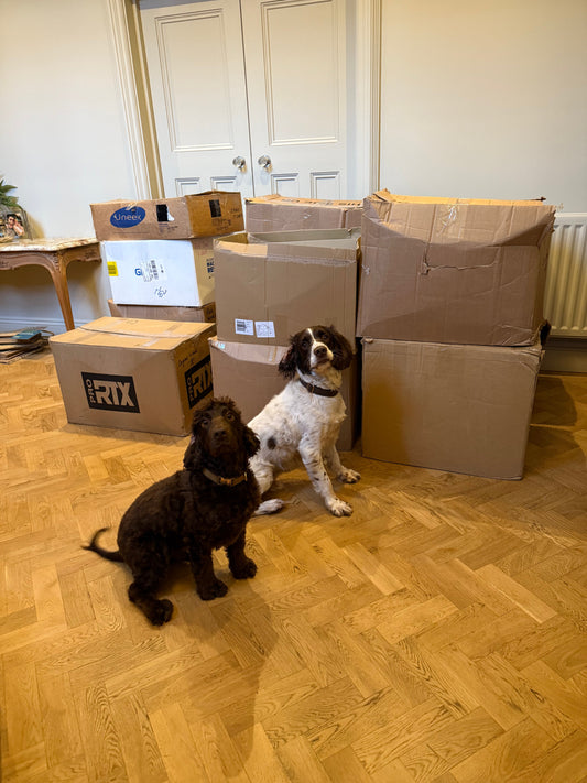 2 spaniels sat in front of the first order for Gambol